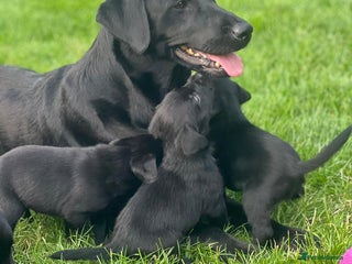Labrador Retriever dogs - Advert 16