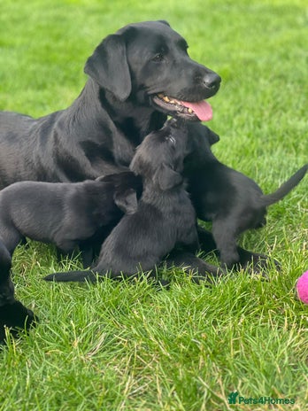 Labrador Retriever dogs - Advert 11