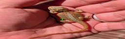 Bearded Dragon reptiles for sale: Red baby available soon  - Advert 8