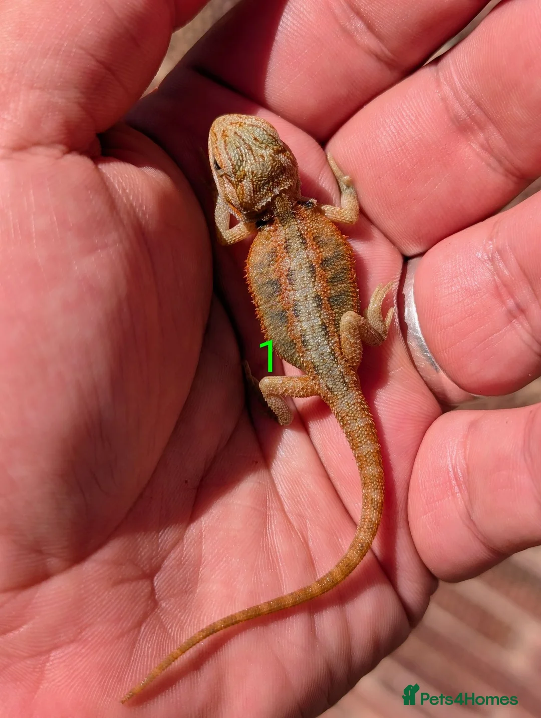 Bearded Dragon reptiles for sale: Red baby available soon  - Advert 8