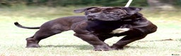 Boerboel dogs for sale: Noxterra Bred Pedigree Black Boerboel Adult  - Advert 3