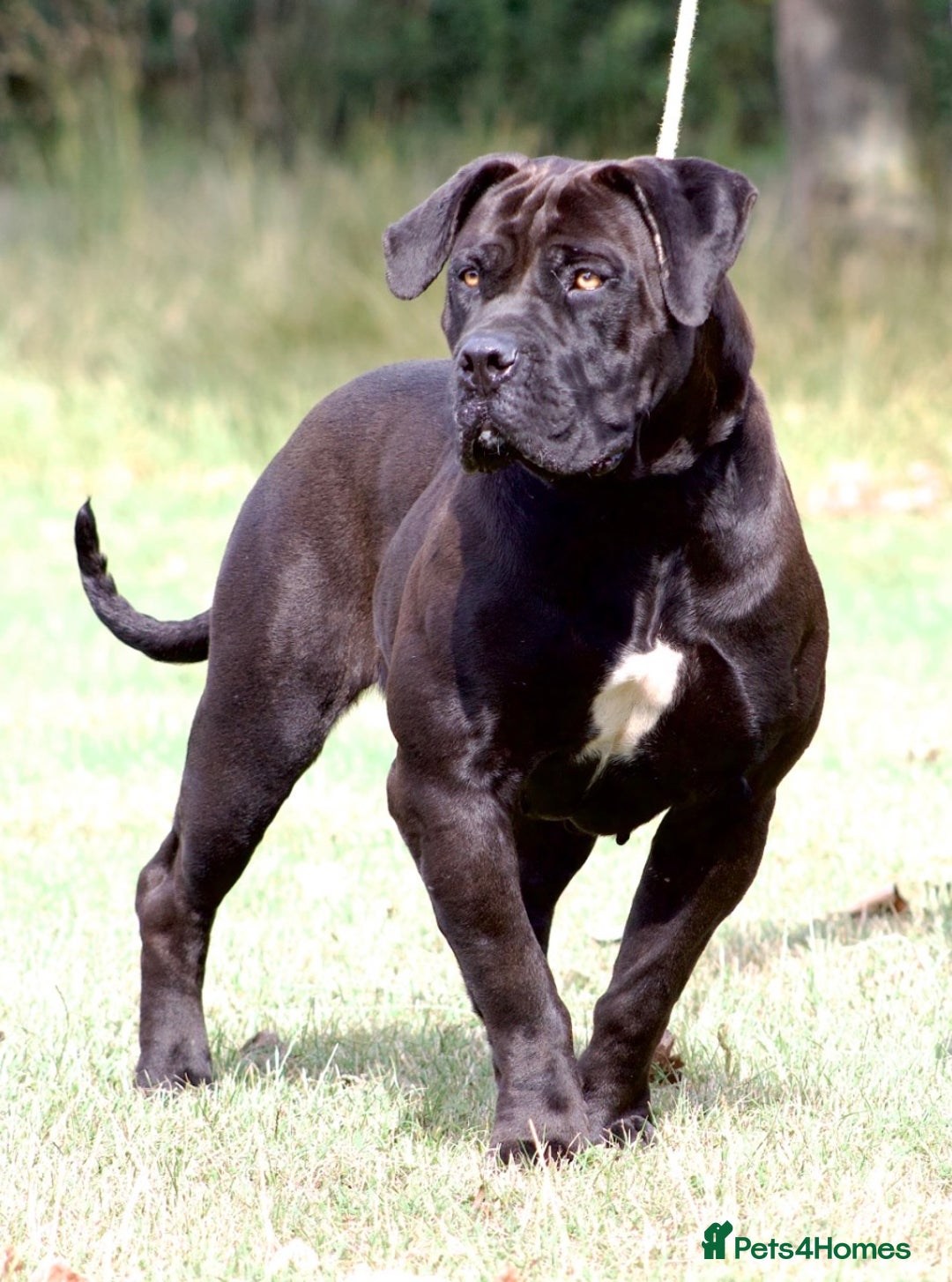 Boerboel dogs for sale: Noxterra Bred Pedigree Black Boerboel Adult  - Advert 3