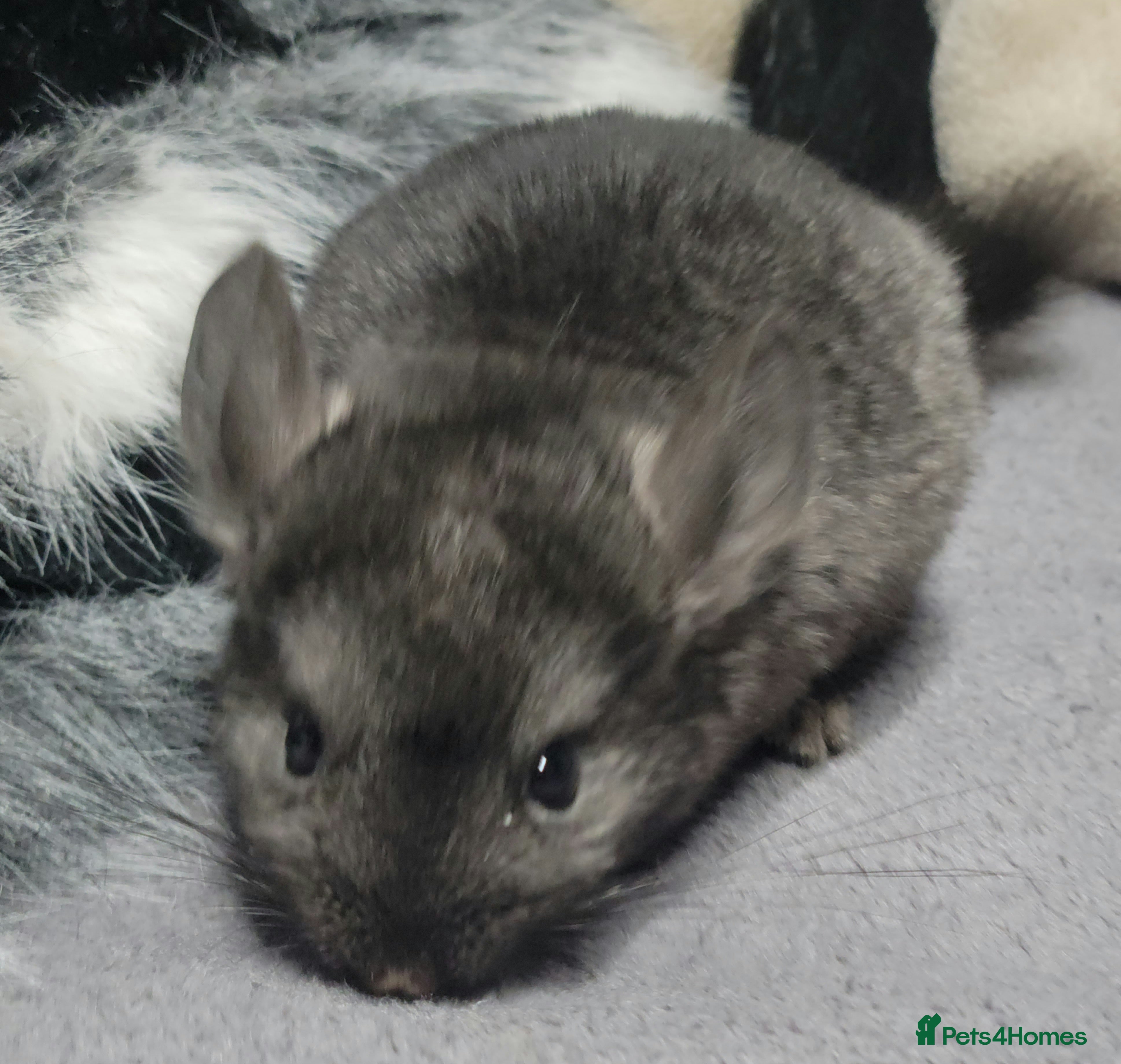 Chinchilla rodents Baby chinchillas for sale  - Advert 2