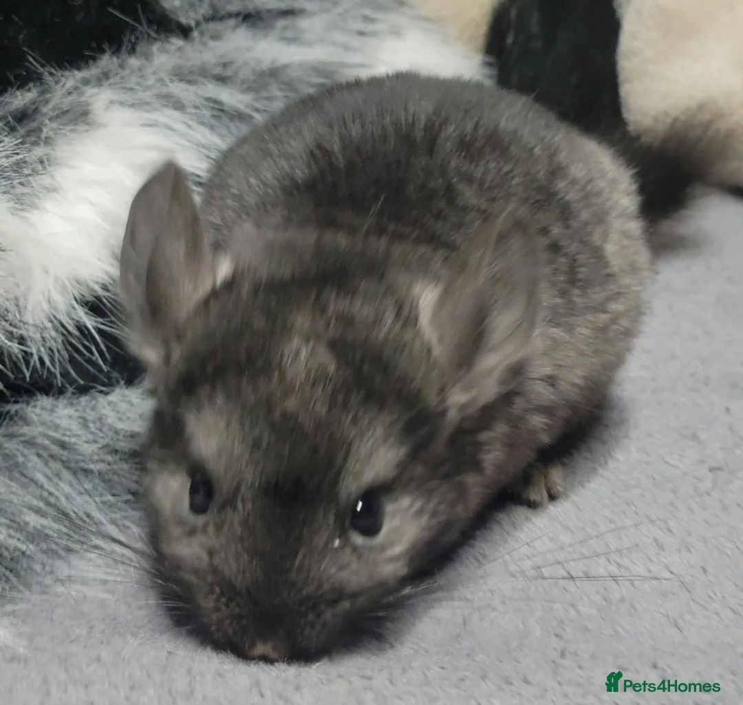 Chinchilla rodents for sale: Baby chinchillas for sale  - Advert 1