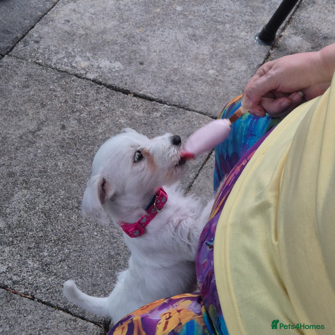 Mixed Breed dogs for sale: Female westiepoo  - Image 2