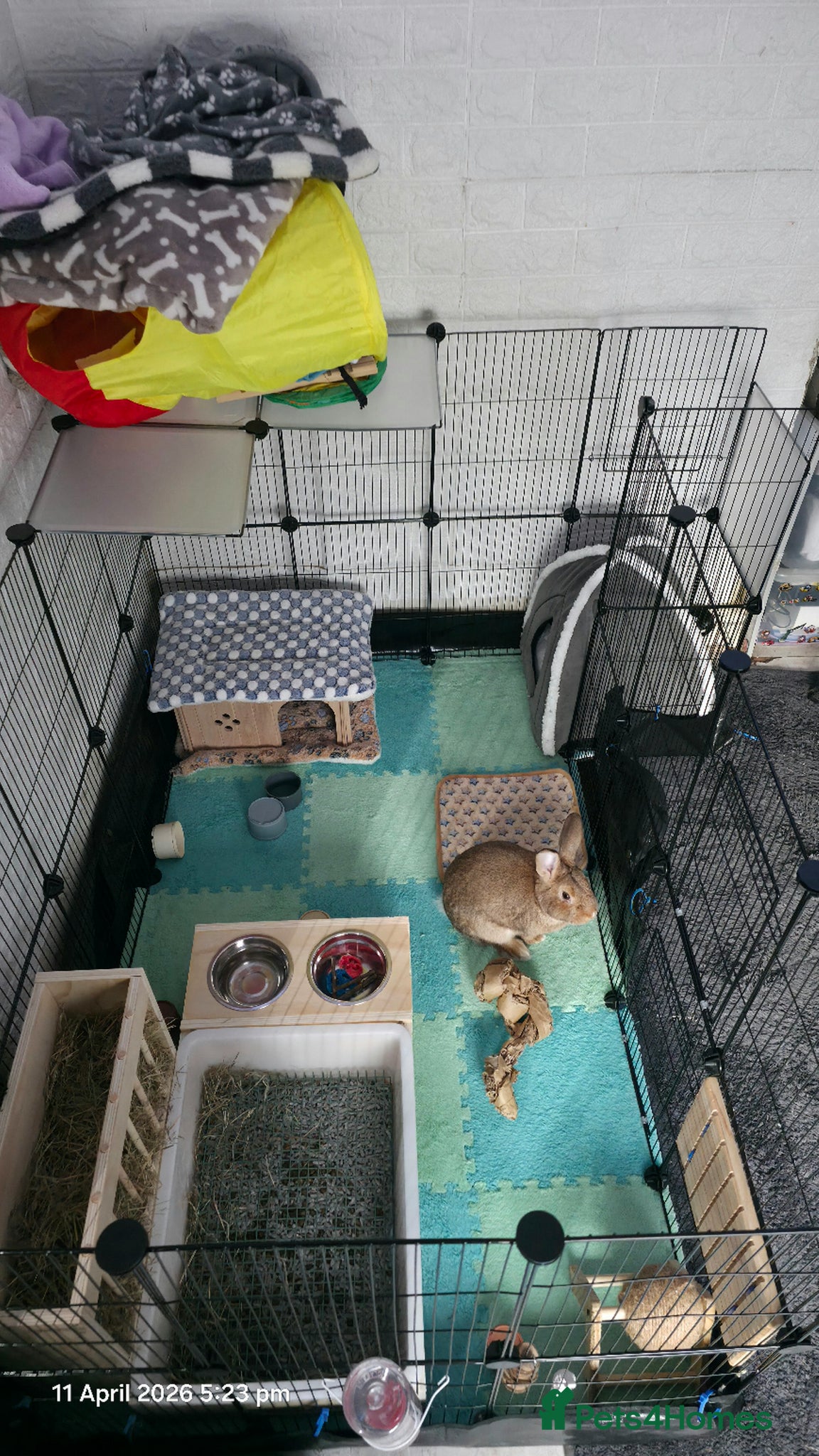 Dwarf Lop rabbits Dwarf Bunny  - Advert 1
