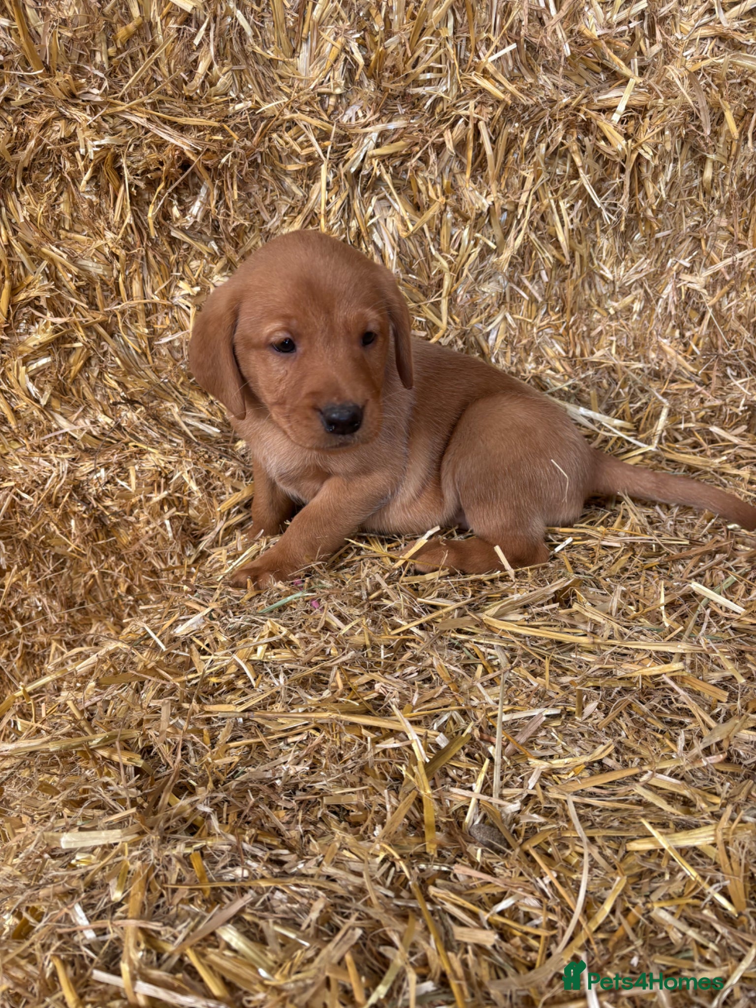 Labrador Retriever dogs Red fox Labrador puppies  - Advert 1