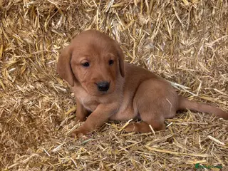 Labrador Retriever dogs Red fox Labrador puppies - Advert 1