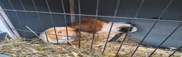 Guinea Pig rodents for sale: 2 Male guinea pig, FREE to good home  in Preston - Advert 2