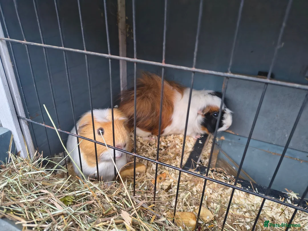 Guinea Pig rodents for sale: 2 Male guinea pig, FREE to good home  in Preston - Advert 2