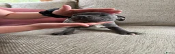 Staffordshire Bull Terrier dogs for sale: Blue Staffordshire bull terrier puppies kc  - Advert 6