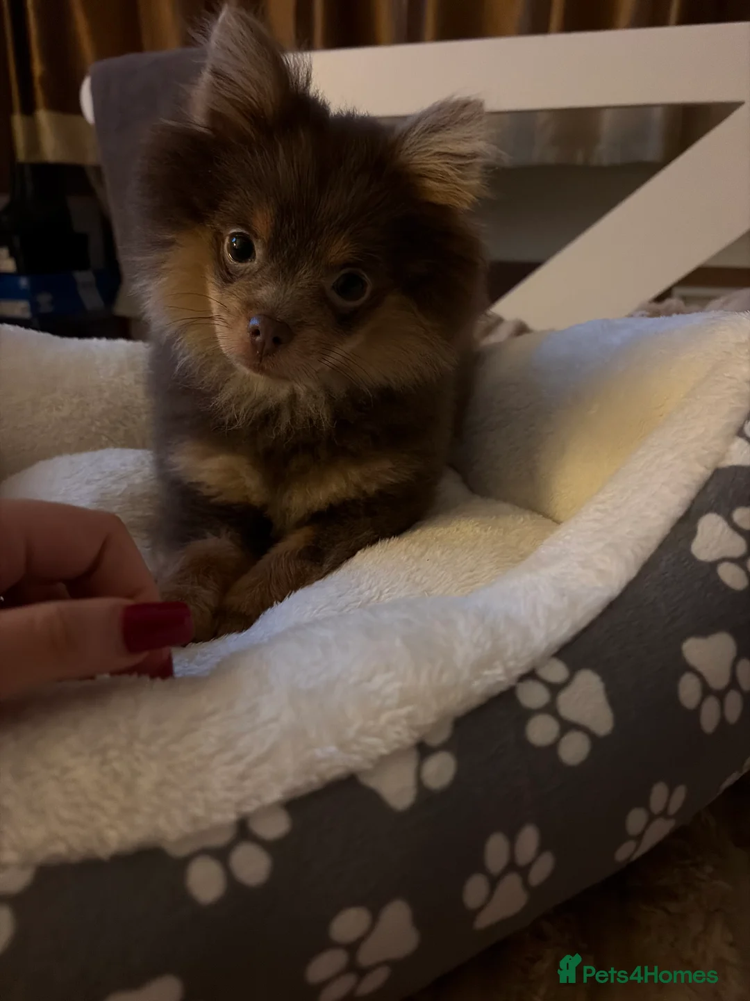 Pomeranian dogs for sale: Brown Pomeranian puppy for sale - Advert 1