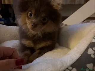 Pomeranian dogs Brown Pomeranian puppy for sale - Advert 1