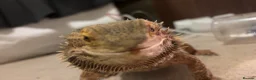 Bearded Dragon reptiles for sale: Bearded Dragon + Full Set Up  in London - Advert 6