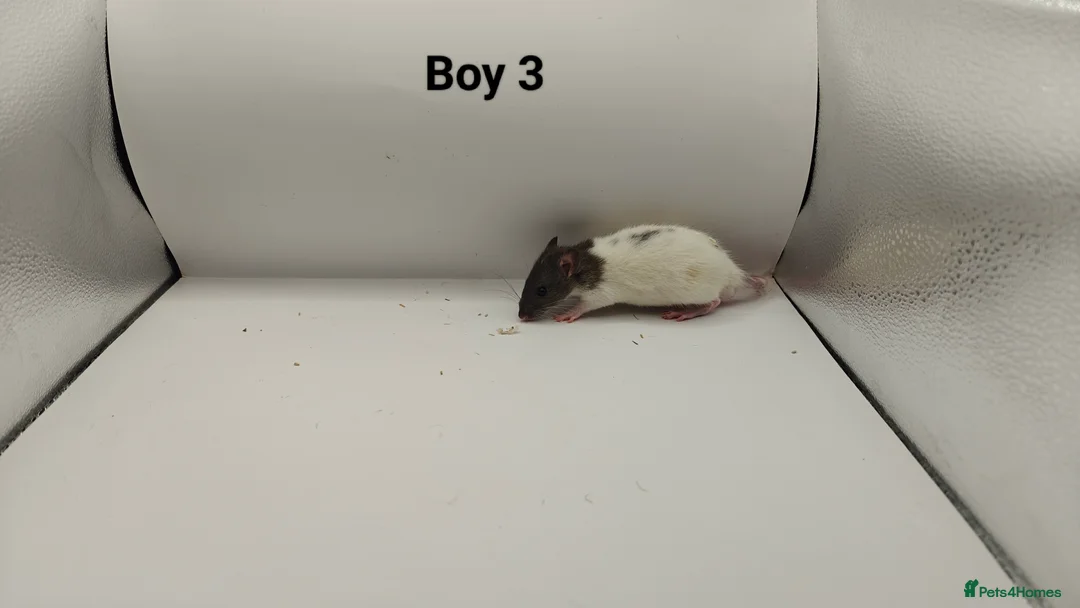 Rat rodents for sale: FEB: 20 Rats (13 Rats: 7 Boys & 6 Girls Left) - Advert 4