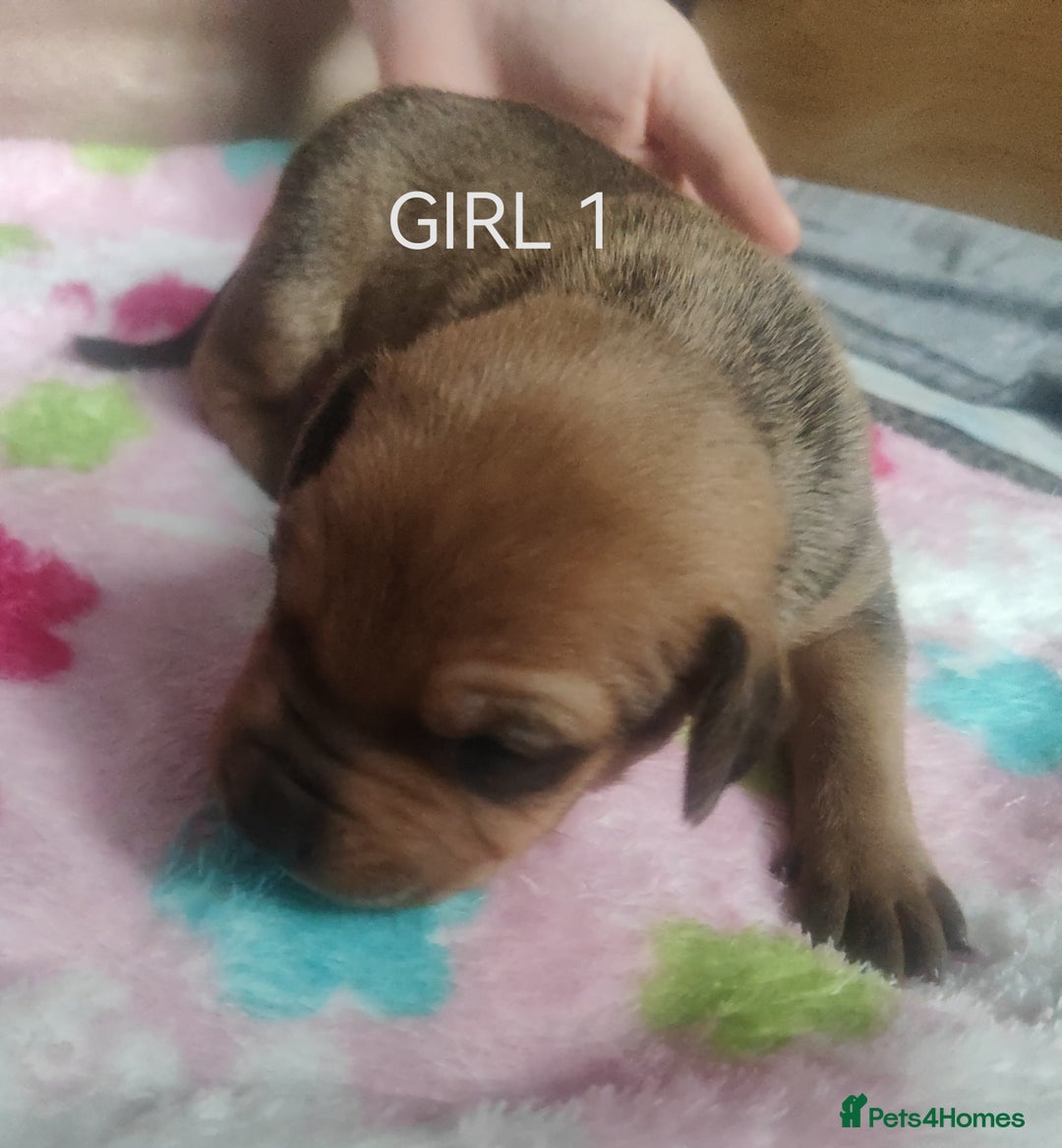 Mixed Breed dogs for sale: Lab x staff pups  - Image 22