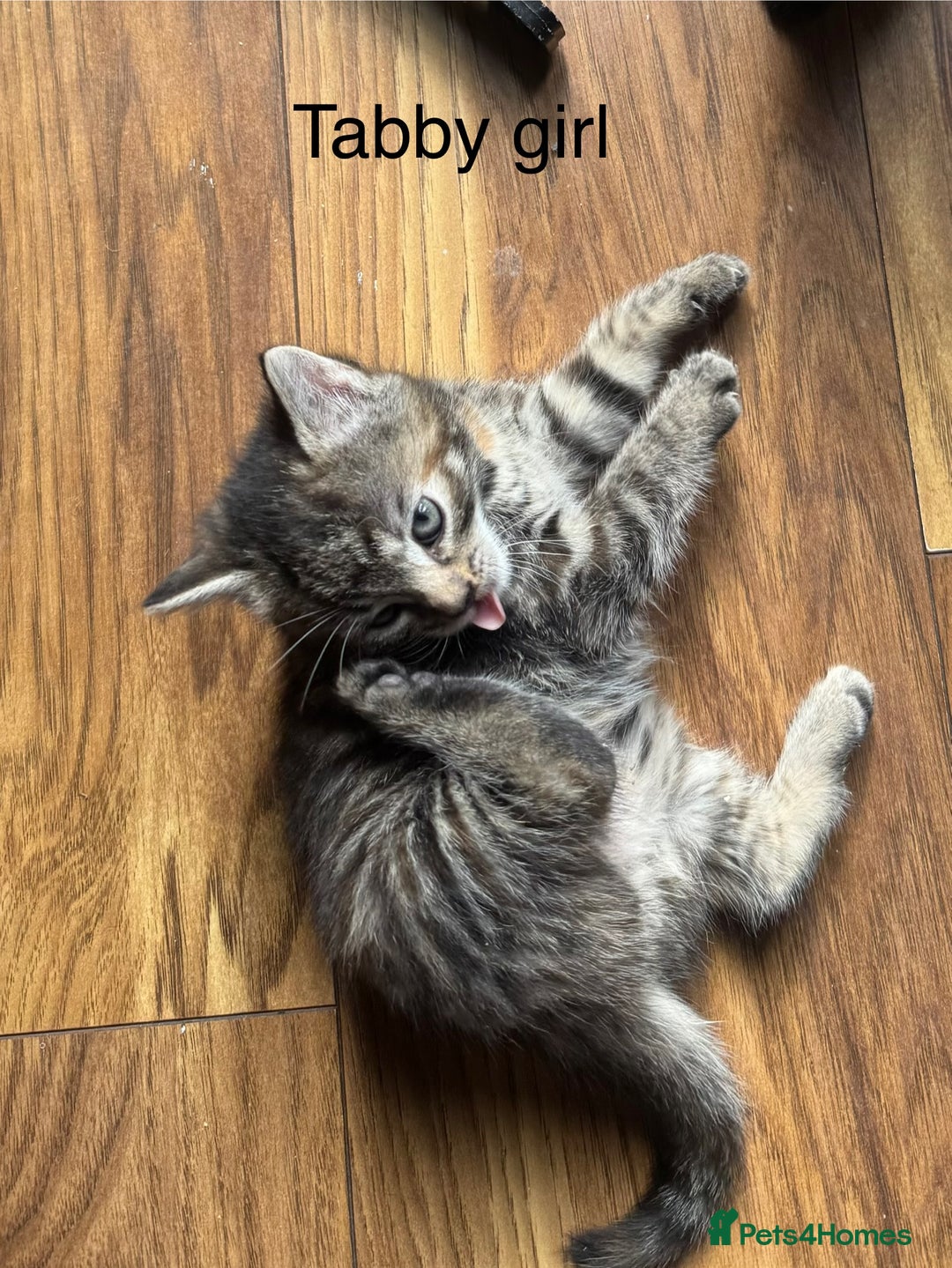 Mixed Breed cats for sale: Kittens (£250-£80) - Image 12