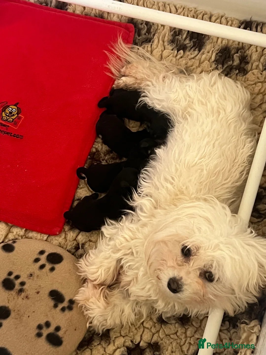 Maltipoo dogs for sale: Quality F1 Black & Tan Maltipoo Puppies - Advert 2