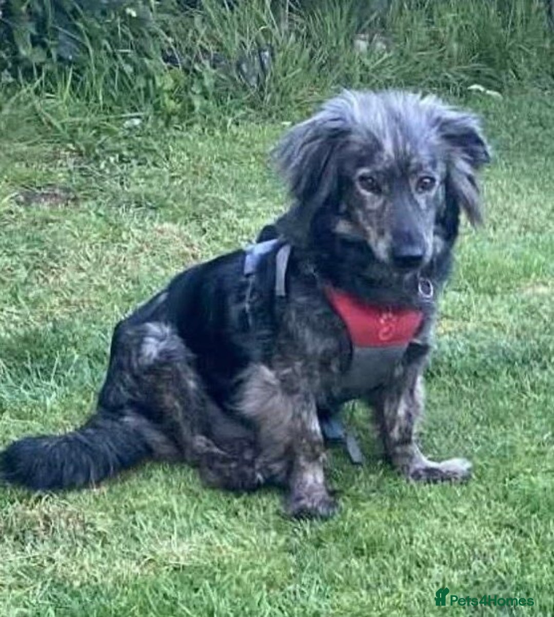 Mixed Breed dogs for adoption: Meet Sweety! - Advert 2