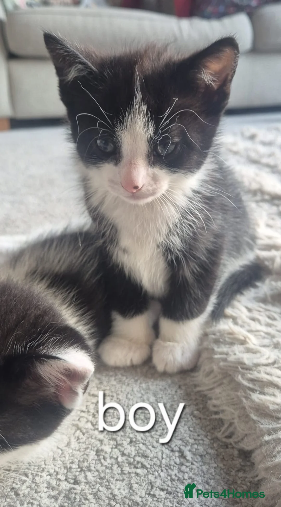 Mixed Breed cats for sale: 4 beautiful kittens ready for forever homes🤍 - Advert 9
