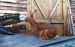 Belgian Hares rabbits for sale: BELGIAN HARE - Image 4