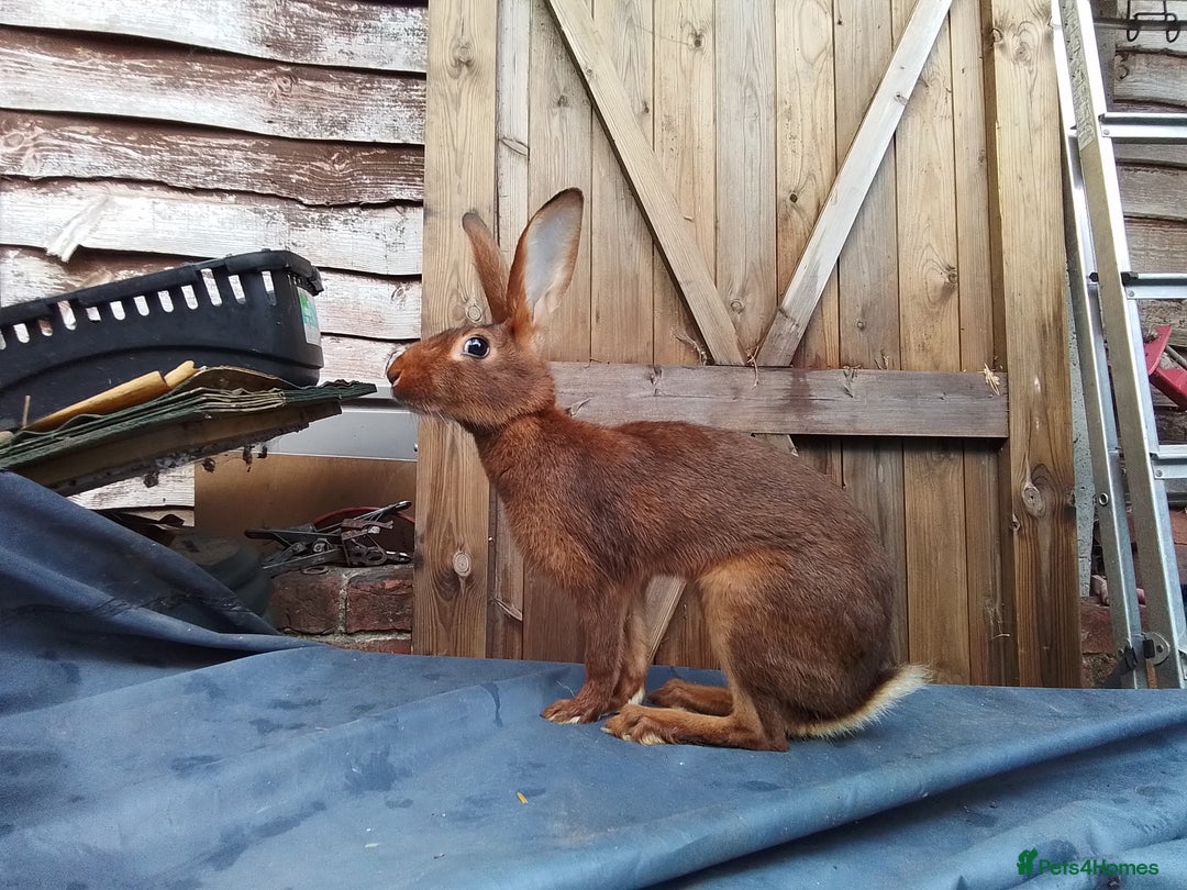 Belgian Hares rabbits for sale: BELGIAN HARE - Image 4