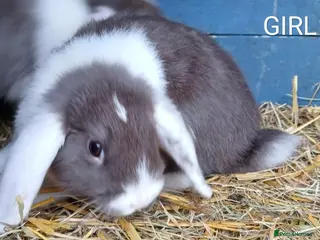 Mini Lop rabbits GORGEOUS SPLIT COLOUR MINI LOPS IN PLYMOUTH - Advert 5