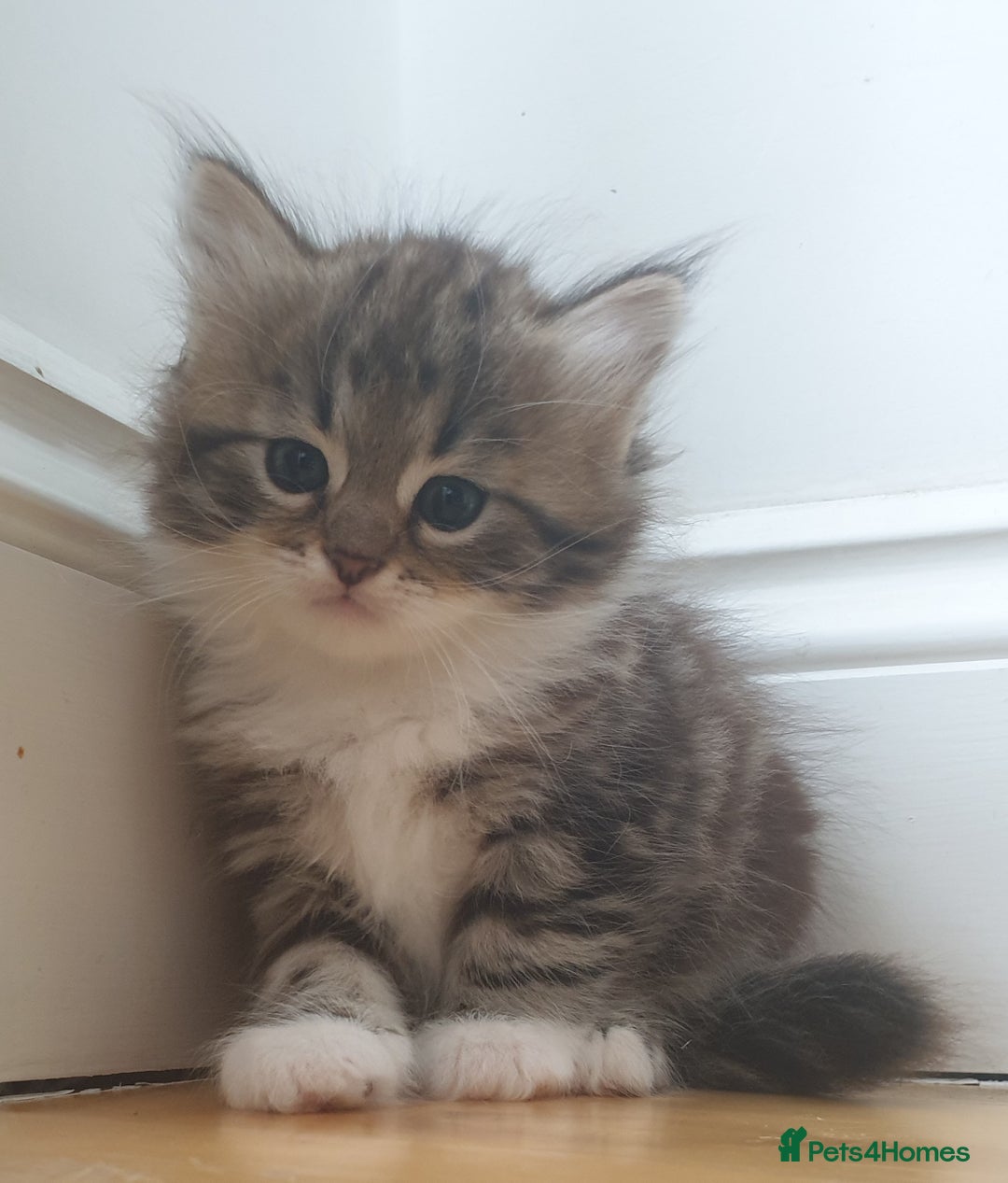 Siberian cats for sale: Pure gorgeous Siberian Kittens, Hypoallergenic - Image 4