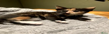 Kitten 11