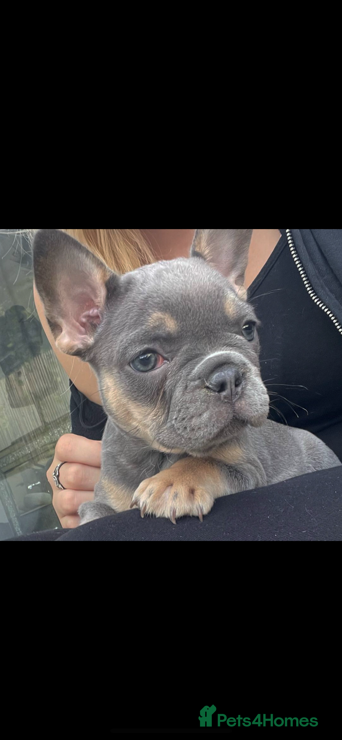 French Bulldog dogs Beautiful french bulldog  - Advert 9