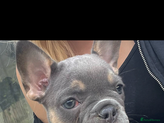 French Bulldog dogs Beautiful french bulldog - Advert 14