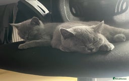 British Shorthair cats for sale: Cute British Shorthair kitten Male  - Image 2