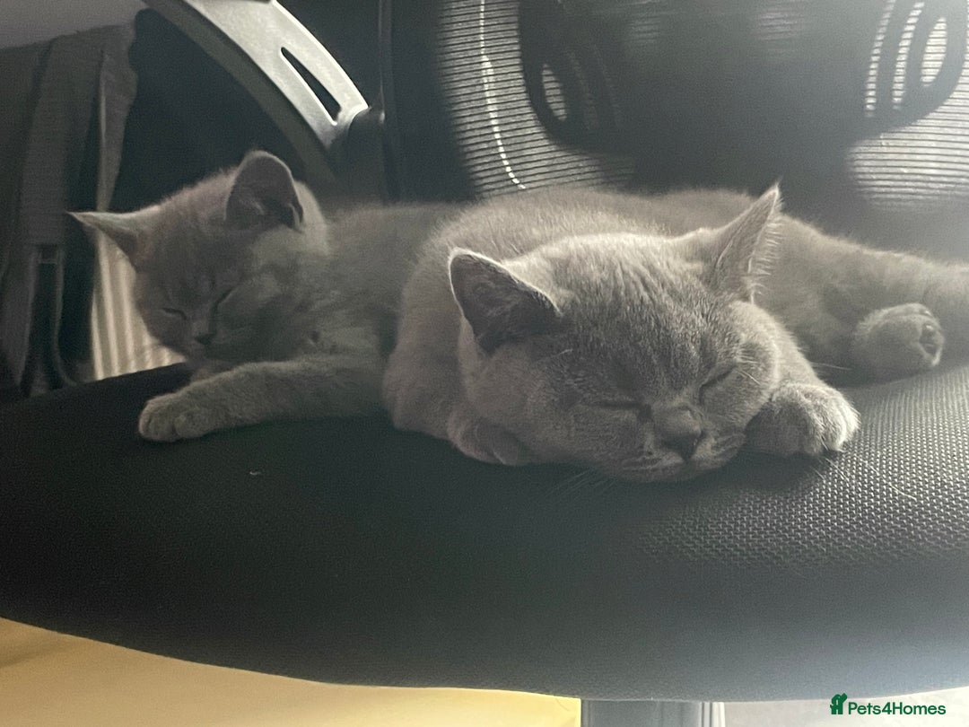 British Shorthair cats for sale: Cute British Shorthair kitten Male  - Image 2