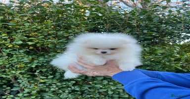Pomeranian dogs 🐼Teddy Face🔥Top quality 🏆Very Tiny - Advert 2