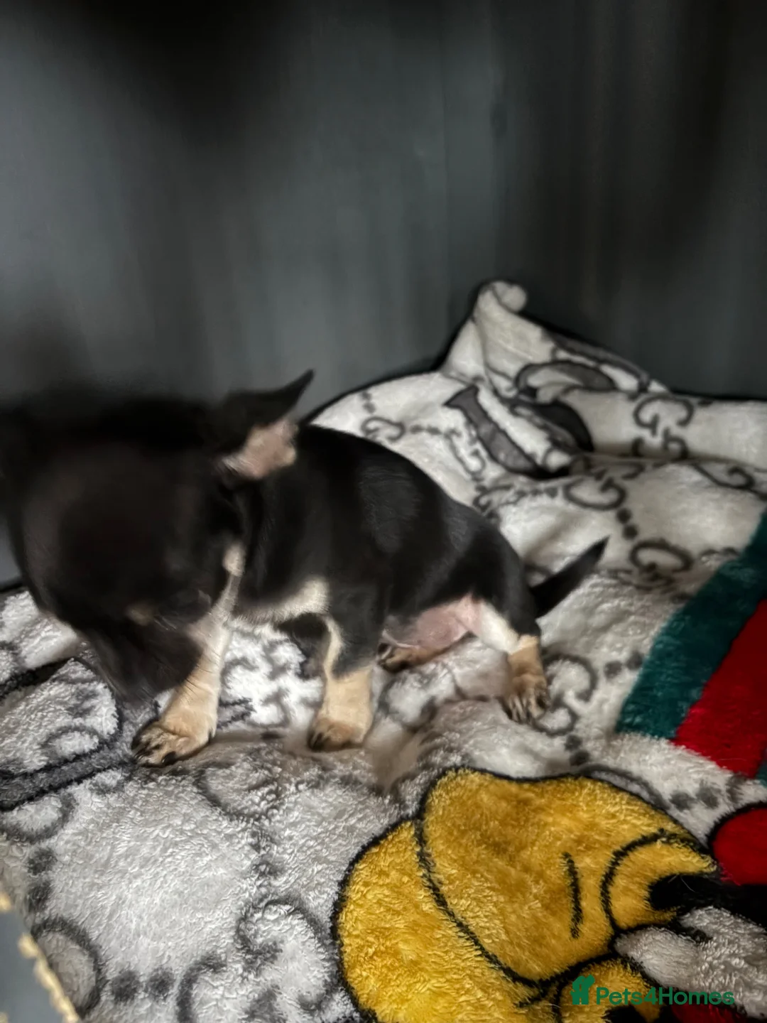 Chihuahua dogs for sale: Chihuahua girl puppy - Advert 2