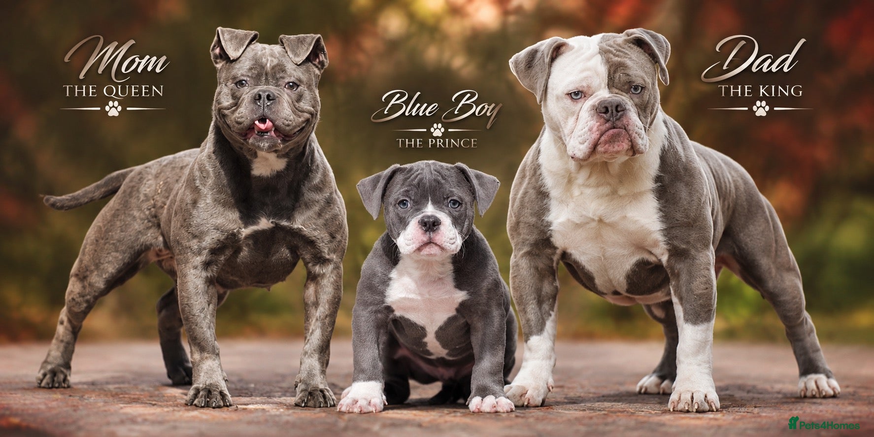 Olde English Bulldogge dogs 23 years experienced 5 star rated licensed and reg - Advert 8