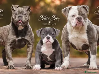 Olde English Bulldogge dogs 23 years experienced 5 star rated licensed and reg - Advert 8