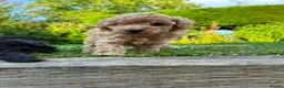 Toy Poodle dogs for sale: Stunning litter of Toy Poodles  - Advert 12