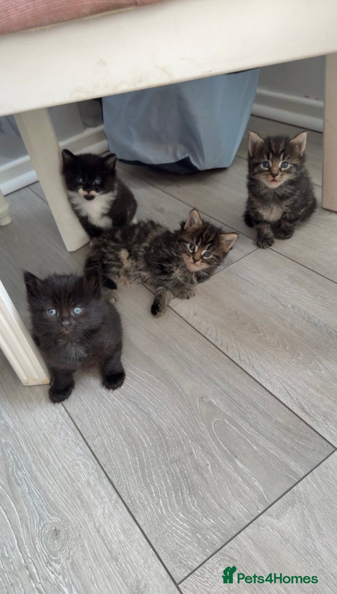 Mixed Breed cats for sale: 4 beautiful kittens  - Image 1