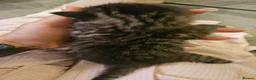 Maine Coon cats for sale: Maine coon mix kittens - Advert 8