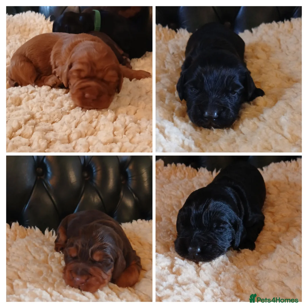Cocker Spaniel dogs for sale: Kc Reg Health tested working Cocker spaniels  - Advert 1
