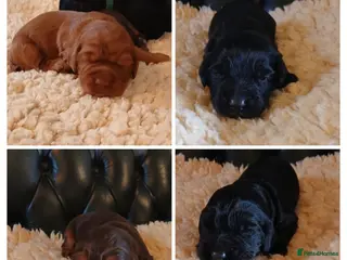 Cocker Spaniel dogs Kc Reg Health tested working Cocker spaniels - Advert 1