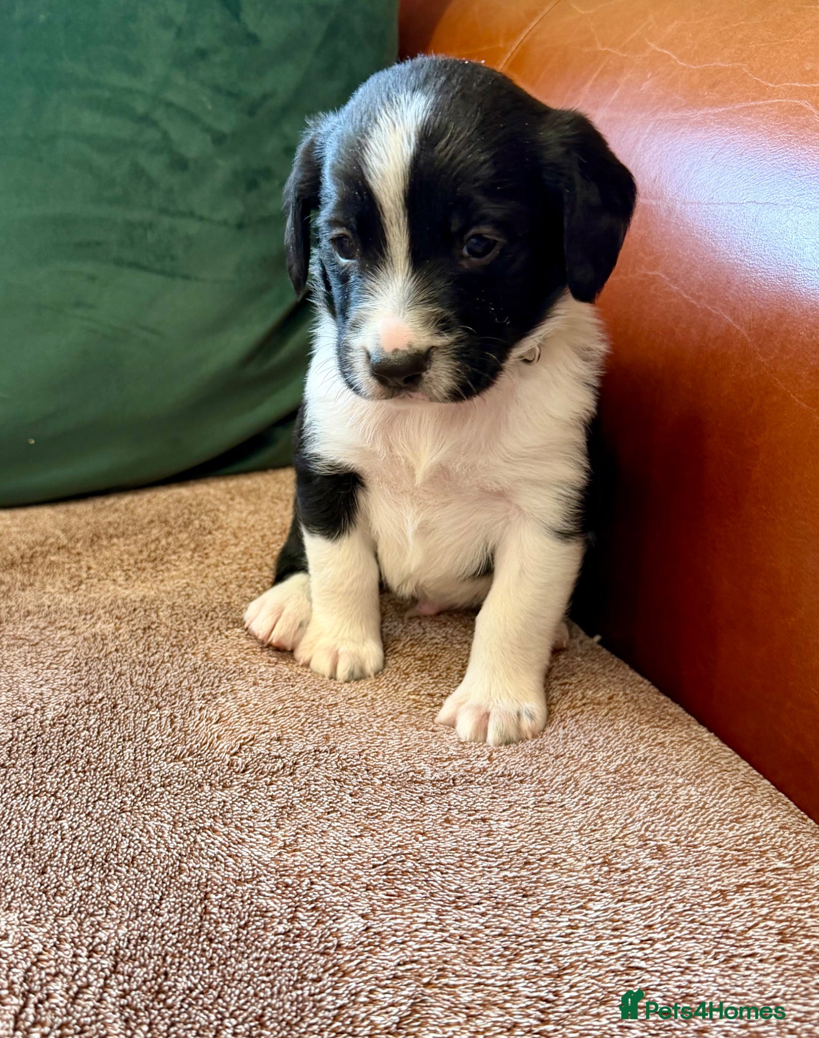 Sprollie dogs Sprollie puppies-Experienced licensed breeder  - Advert 1