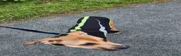Mixed Breed dogs for sale: Sweet boy  - Advert 5