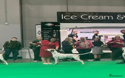 Dalmatian dogs for sale: Stunning KC dalmation puppies for sale! - Image 23