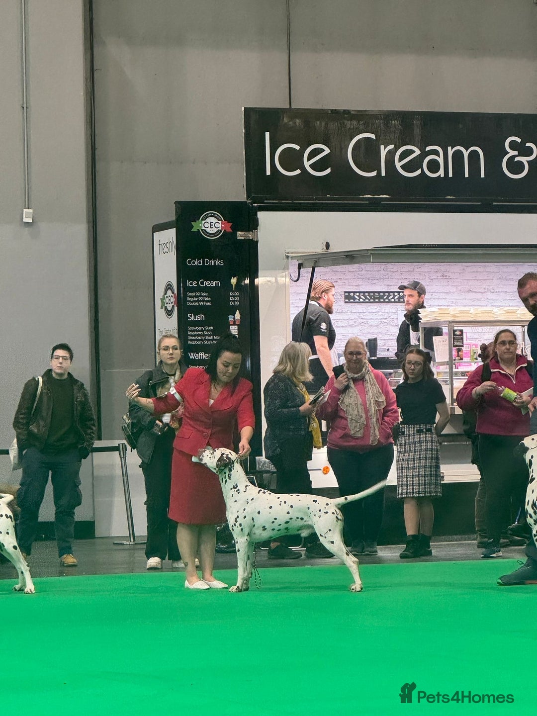 Dalmatian dogs for sale: Stunning KC dalmation puppies for sale! - Image 23