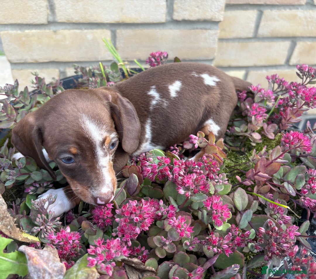 Miniature Dachshund dogs for sale: Miniature Dutch hound - Image 5