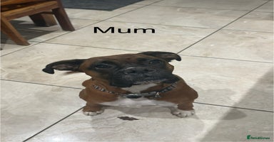 Boxer dogs Boxer Puppies  - Advert 1