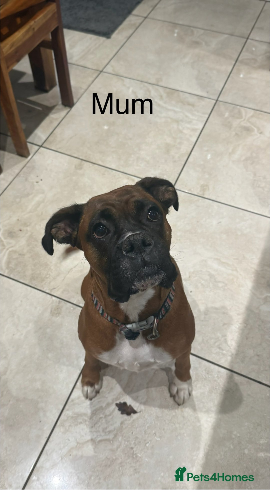 Boxer dogs for sale: Boxer Puppies  - Advert 2