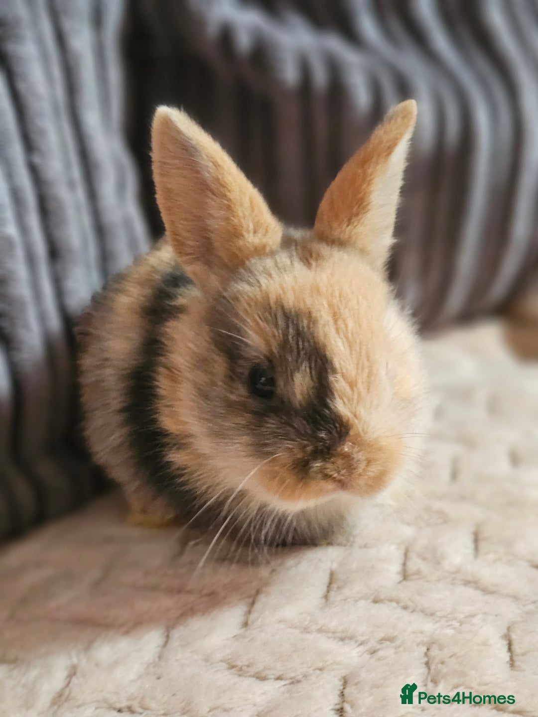 Harlequin rabbits for sale: 7 beautiful Harlequin bunnies looking for a new 🏡 - Image 29